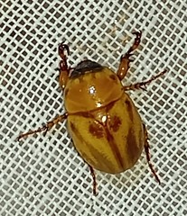 Cyclocephala lunulata