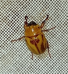 Cyclocephala lunulata