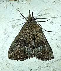 Hypena abscisalis