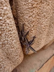 Kalanchoe daigremontiana