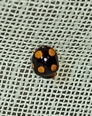 Brachiacantha bistripustulata