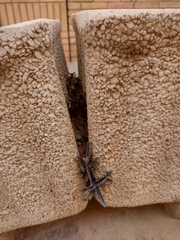 Kalanchoe daigremontiana