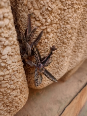 Kalanchoe daigremontiana