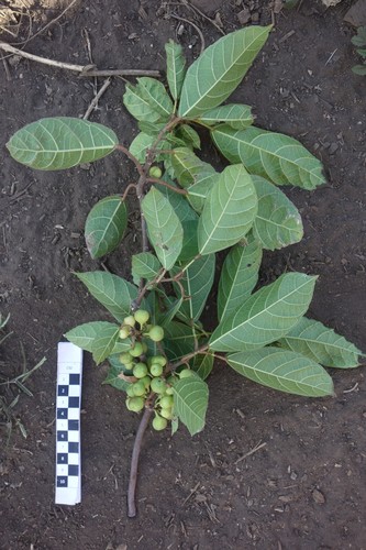 Ficus wassa in life