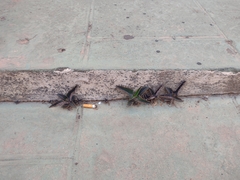 Kalanchoe daigremontiana