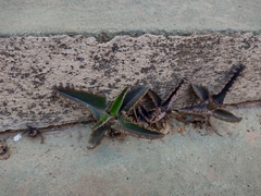 Kalanchoe daigremontiana