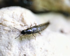Raphirus