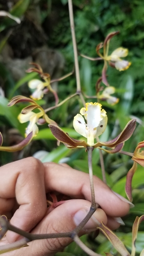 Image of Encyclia alata by no rights reserved