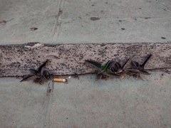 Kalanchoe daigremontiana