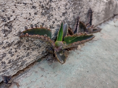 Kalanchoe daigremontiana
