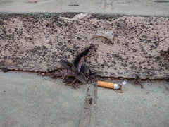 Kalanchoe daigremontiana