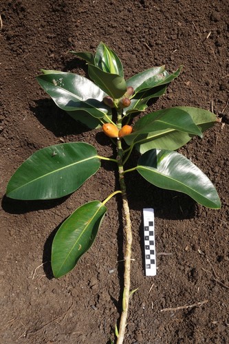 Ficus glandifera observed 2015-09-19