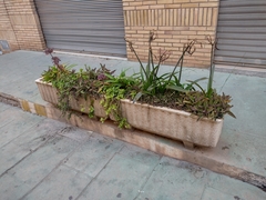 Kalanchoe daigremontiana