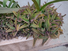 Kalanchoe daigremontiana