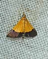 Pyrausta bicoloralis