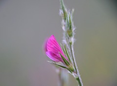 Onobrychis caput-galli