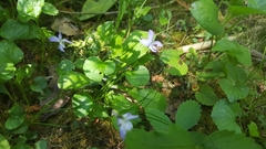 Viola labradorica