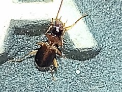 Xenitenopsis