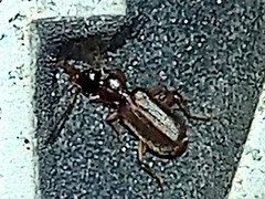Xenitenopsis