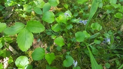 Viola labradorica