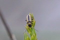 Calomicrus circumfusus