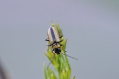 Calomicrus circumfusus