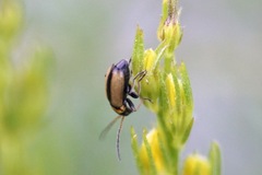 Calomicrus circumfusus