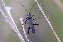 Oedemera atrata