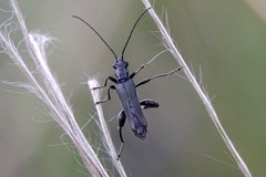 Oedemera atrata