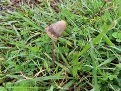 Galeropsidaceae
