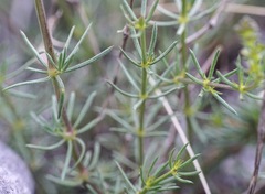 Galium lucidum
