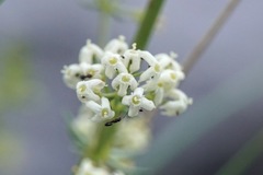 Galium lucidum