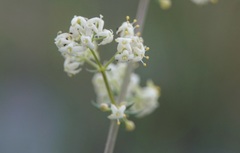 Galium lucidum