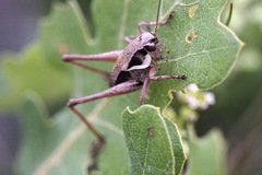 Pholidoptera dalmatica