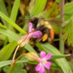 Bombus rufocinctus