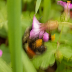 Bombus rufocinctus