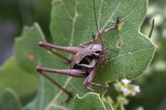 Pholidoptera dalmatica