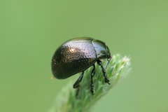 Chrysolina vernalis vernalis