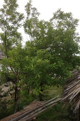 Santalum austrocaledonicum