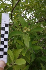 Santalum austrocaledonicum
