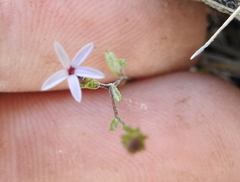 Lessingia micradenia