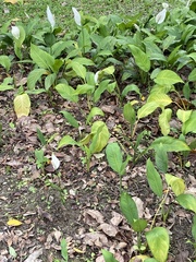 Lysichiton
