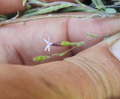 Lessingia micradenia