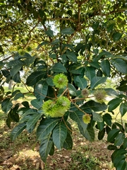 Nephelium