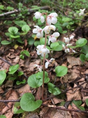 Pyrola grandiflora