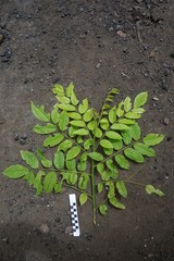 Pterocarpus indicus