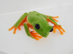 Agalychnis moreletii