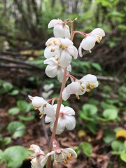 Pyrola grandiflora