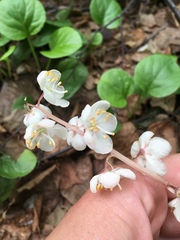 Pyrola grandiflora
