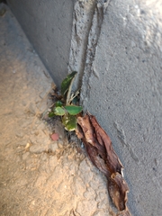 Kalanchoe daigremontiana